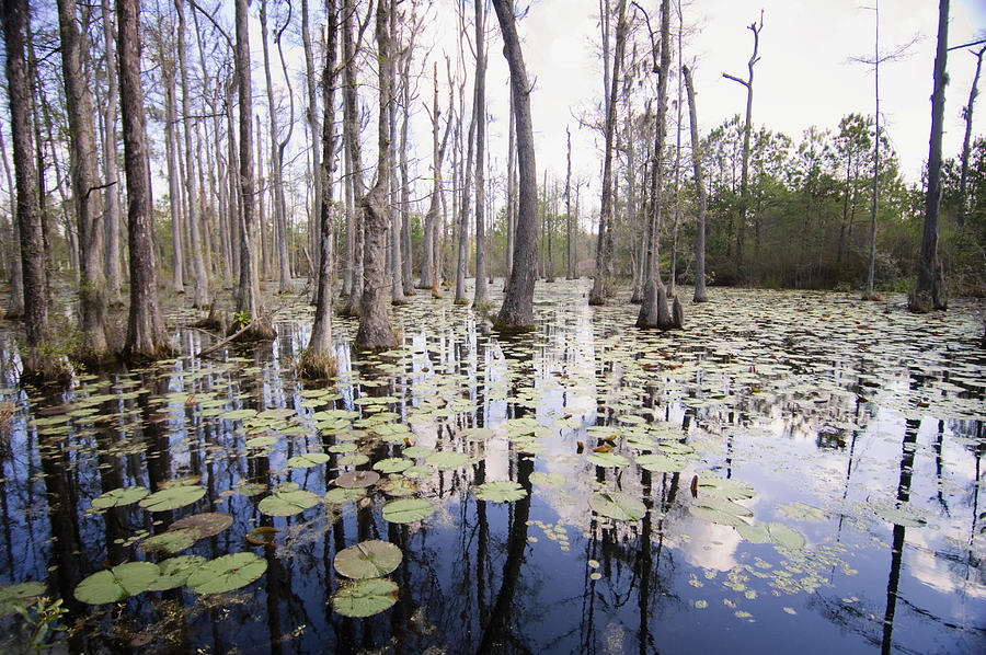 Cypress Swamp In Spring. South Carolina, USA #2 Photograph by Maria Mosolova