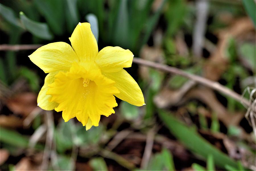 Daffodil Flower #2 Photograph by Joseph Skompski