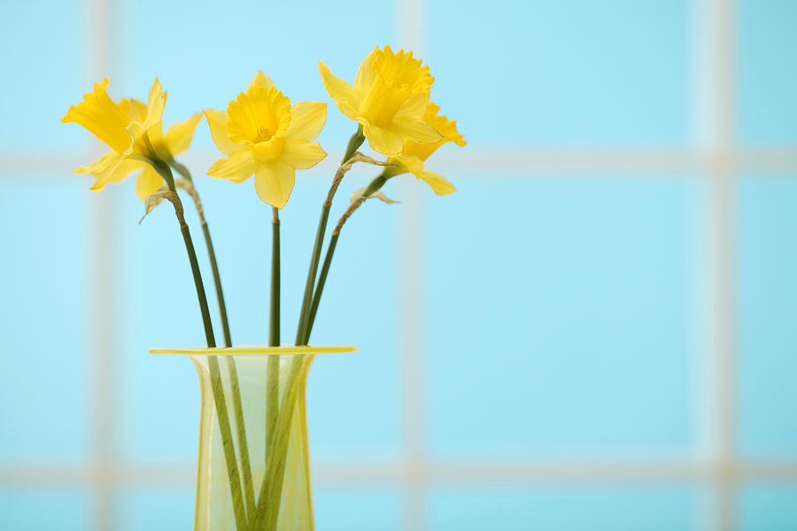 Daffodils in vase #2 Photograph by Comstock Images