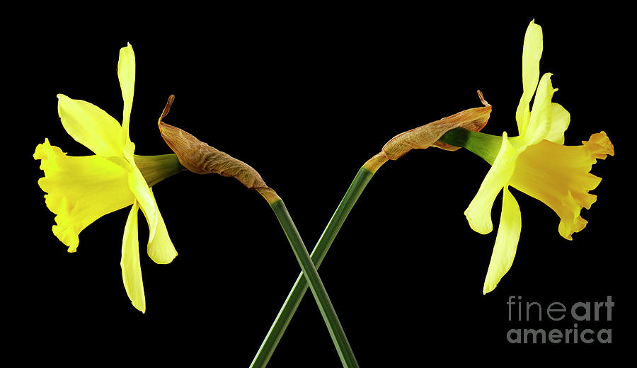2 Daffodils Photograph