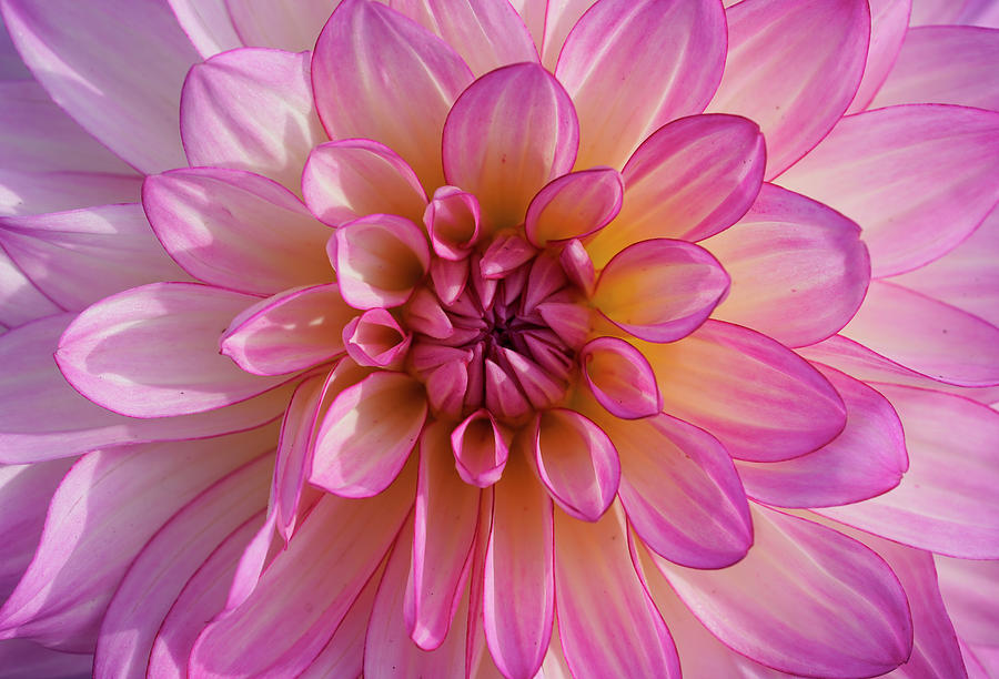 Dahlia Photograph By Mike Dickie Fine Art America