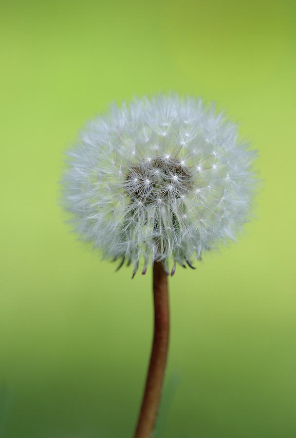 Dandelion, Cowichan Valley, Vancouver Island, British Columbia #2 Photograph by Kevin Oke