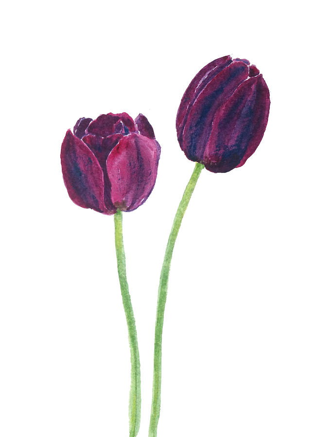 2 Dark Purple Tulips Painting by Color Color