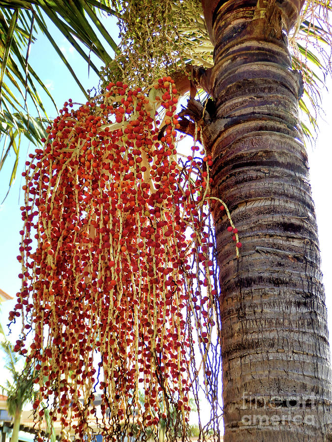 Date Palm Tree Photograph by Stephen Farhall - Fine Art America