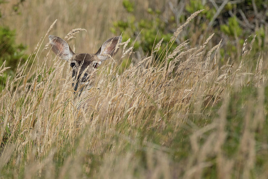 Deer hiding #2 Photograph by Mike Fusaro