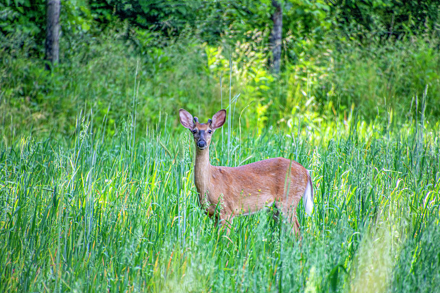 Deer Photograph - Deer #2 by Jean Haynes