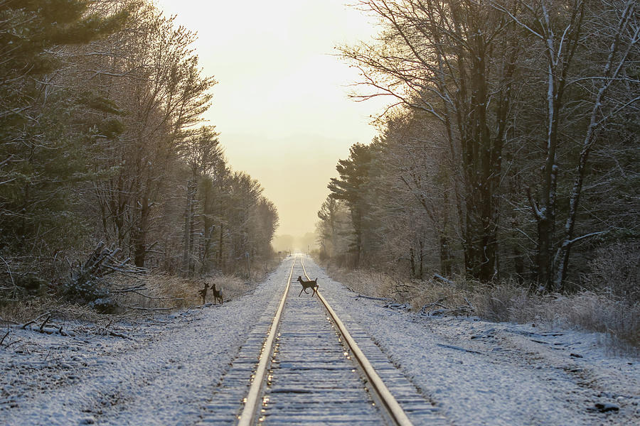 Deer Tracks #2 Photograph by Brook Burling