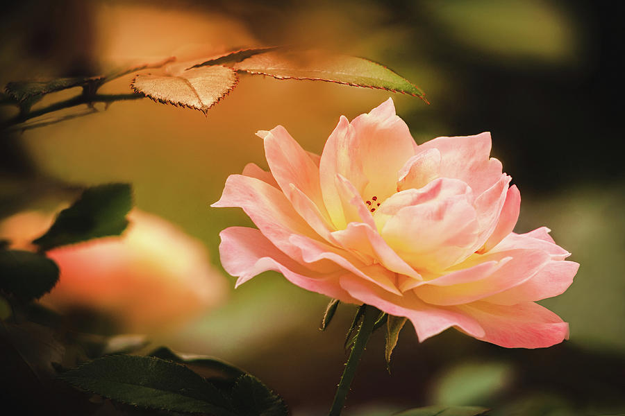 Delicate Pink Rose #2 Photograph by Andrew Soundarajan