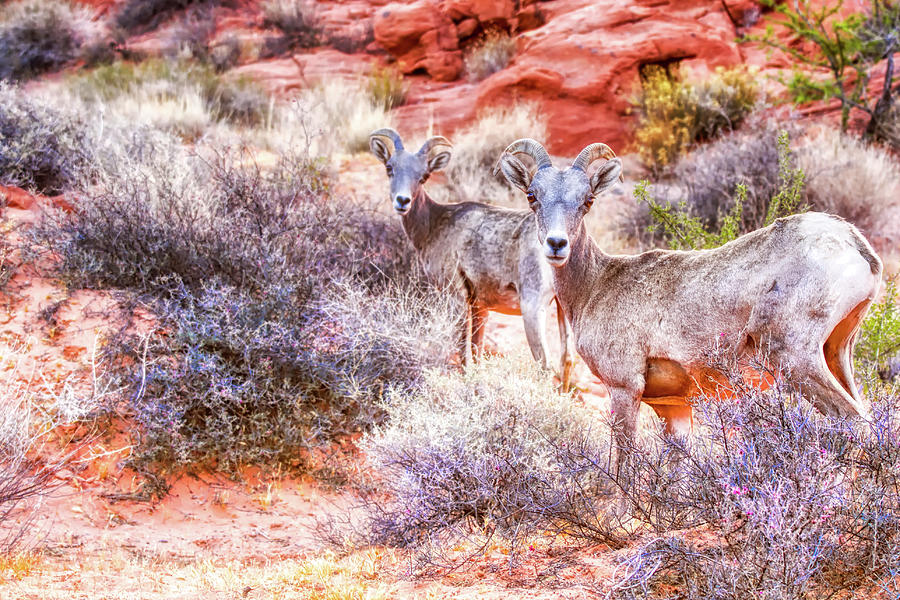 Desert Bighorn Sheep at Valley of Fire Photograph by Tatiana Travelways