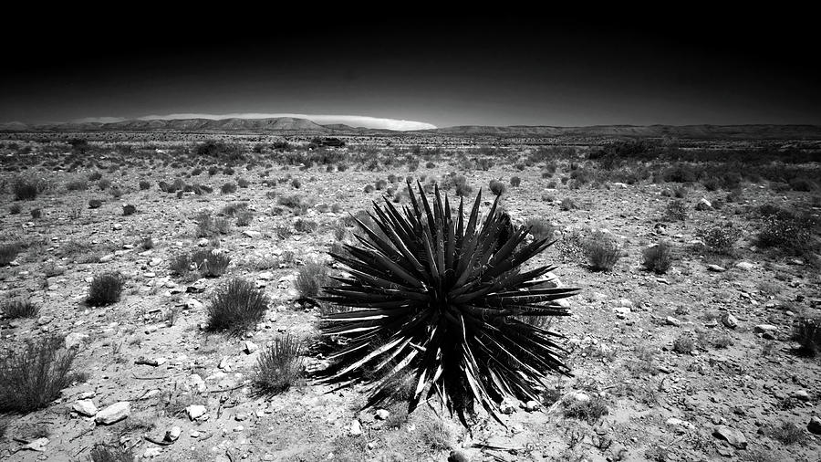 Desert Flora #2 Photograph by George Taylor