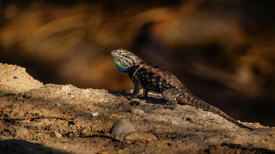 Desert Spiny Lizard Photograph by David C Vincent - Fine Art America