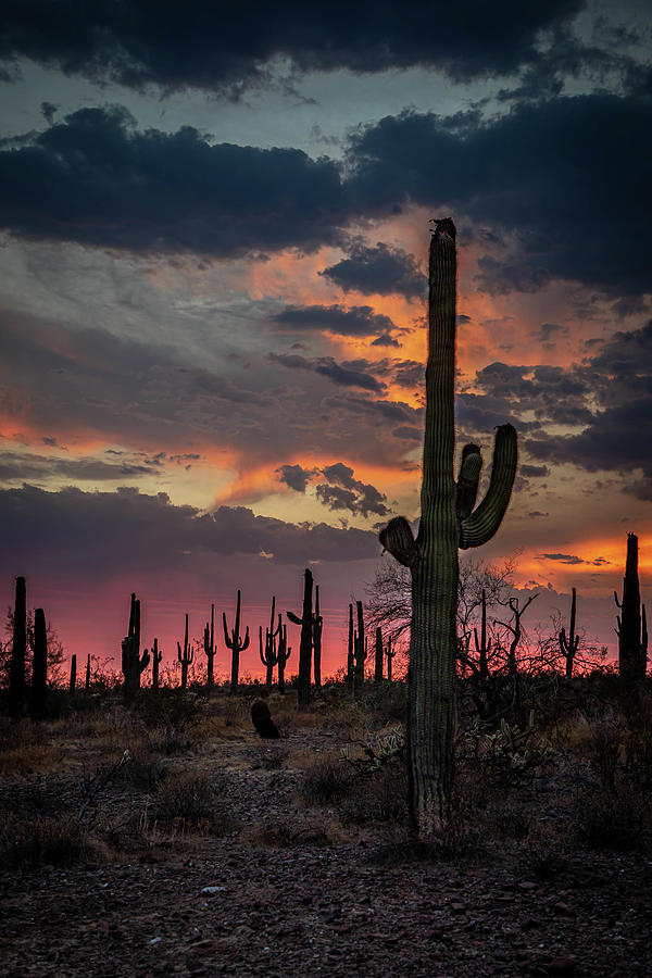 Desert Sunset #2 Photograph by David Barile