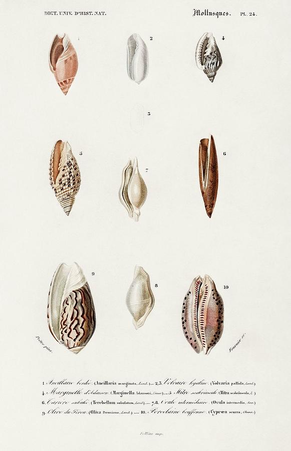 Animal Painting - Different types of mollusks illustrated by Charles Dessalines D Orbigny 1806 1876 #2 by Dictionnaire Universel Dhistoire Naturelle