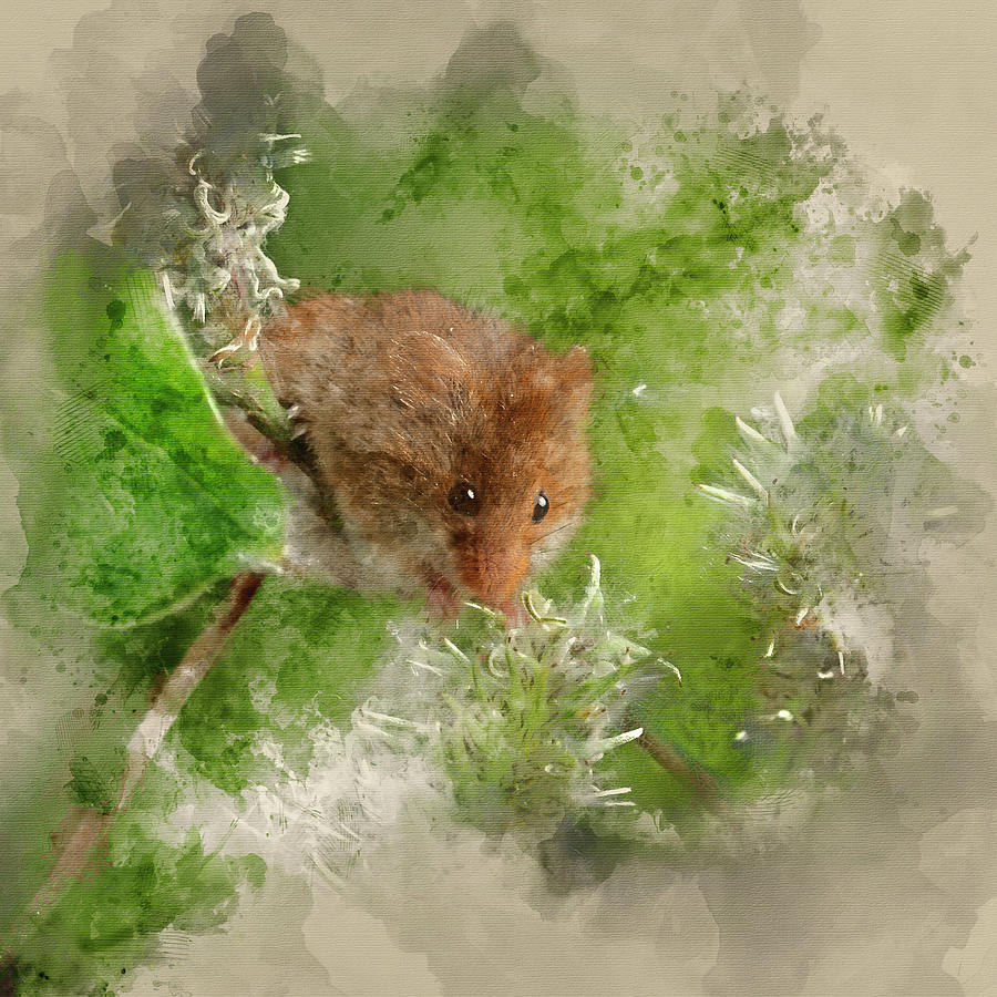 Digital Watercolor Painting Of Adorable Cute Harvest Mice Microm Digital Art
