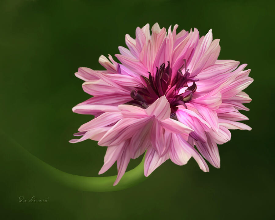 Digitally Painted Cornflower #2 Photograph by Sue Leonard Digitally Painted Cornflower #2 Photograph by Sue Leonard