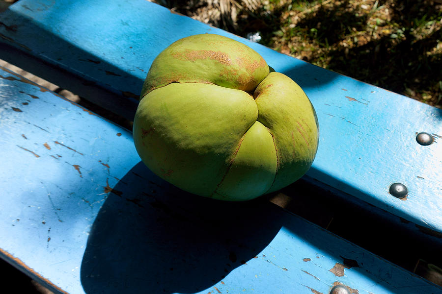 Dillenia indica, commonly known as elephant apple Photograph by CRMacedonio Dillenia indica, commonly known as elephant apple Photograph by CRMacedonio