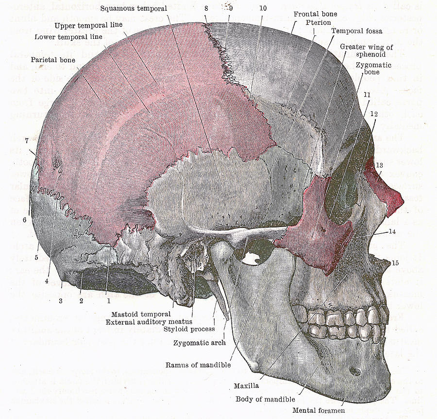 Dissection of the human head #2 Photograph by Steve Estvanik
