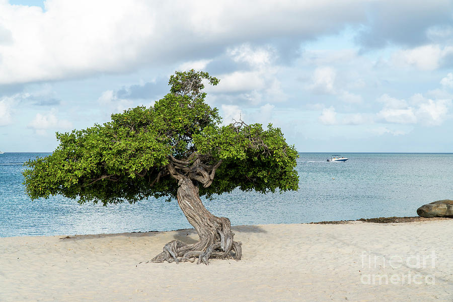 Divi Divi trees at Eagle Beach on the Caribbean island of Aruba, #2 Photograph by William Kuta