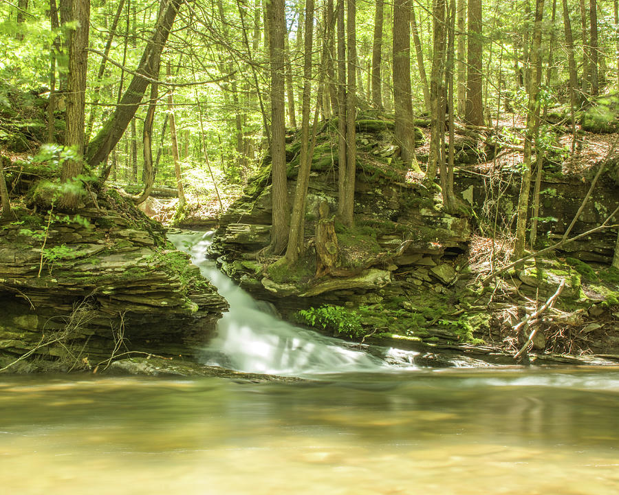 Doe Run Loyalsock State Forest Photograph by Michael Kinney Pixels