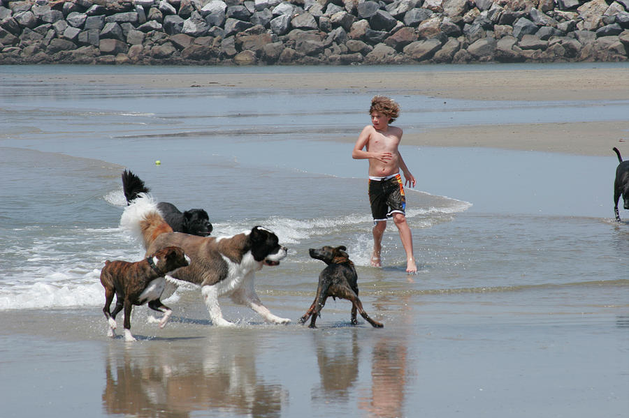 Dog Beach, Ocean Beach, San Diego, California Photograph by Peter Bennett