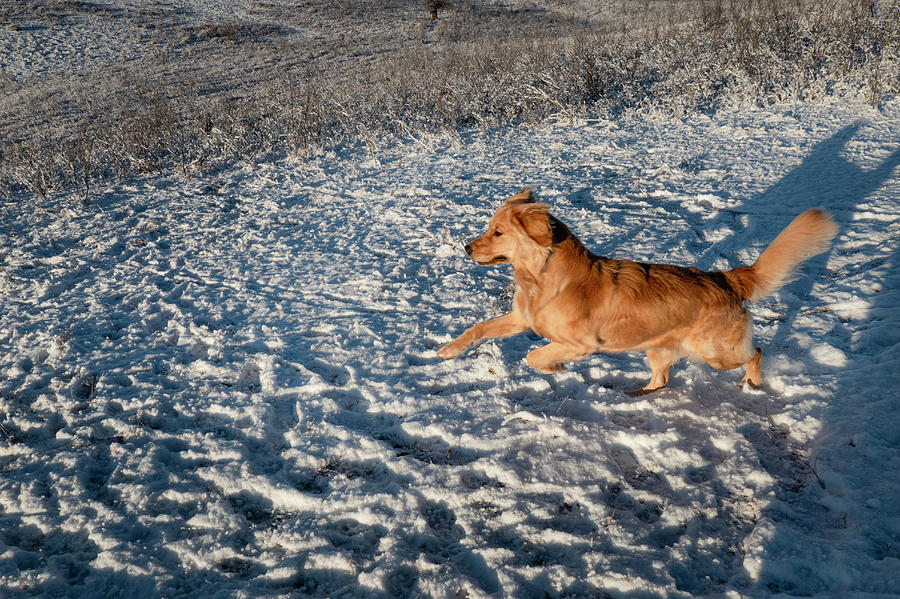 Dog Photograph - Dog Running In Snow #2 by Phil And Karen Rispin