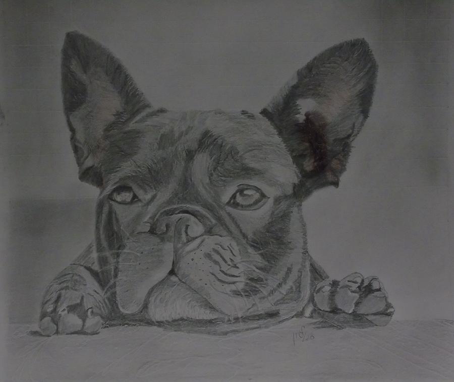 Doggie #3 Drawing by Maria Woithofer