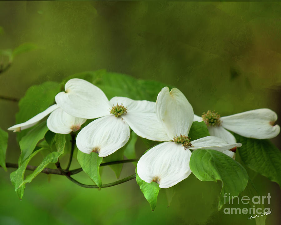 Dogwood Flower #2 Photograph by Sandra Clark