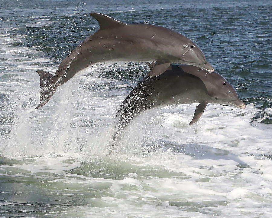 2 Dolphin leap Photograph by Jules Follett - Fine Art America