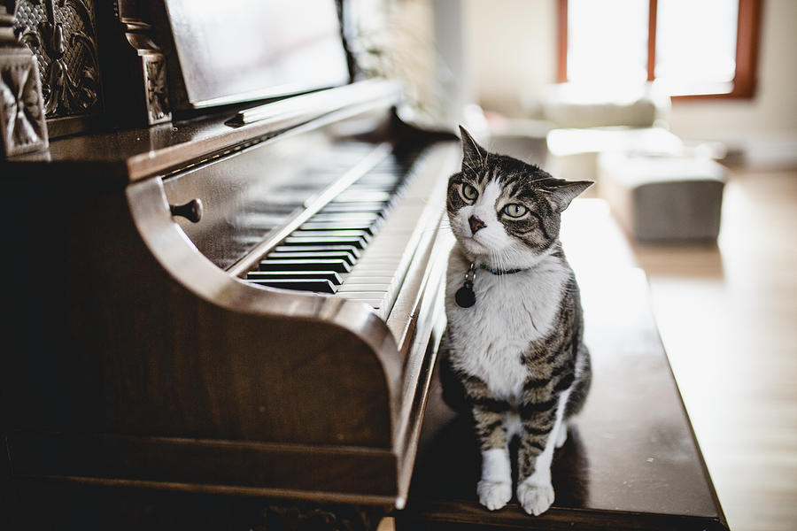 Domestic cat playing piano Photograph by Linda Raymond