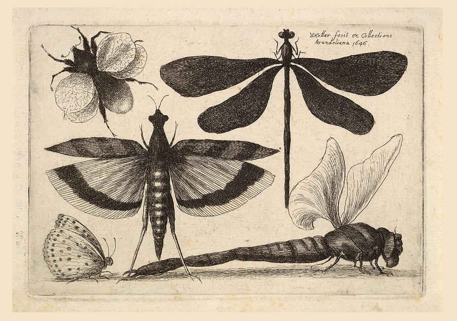 Dragonflies and a bumble bee #3 Drawing by Wenceslaus Hollar