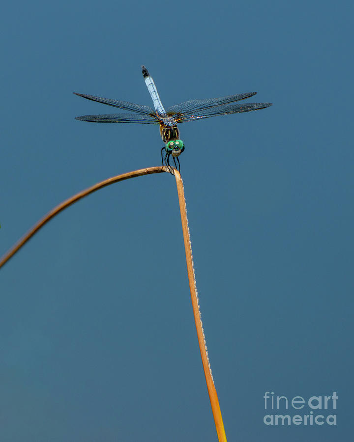 Dragonfly 1 #3 Photograph by Edward Sobuta