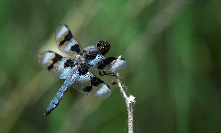 Dragonfly #2 Photograph by Rick Mosher