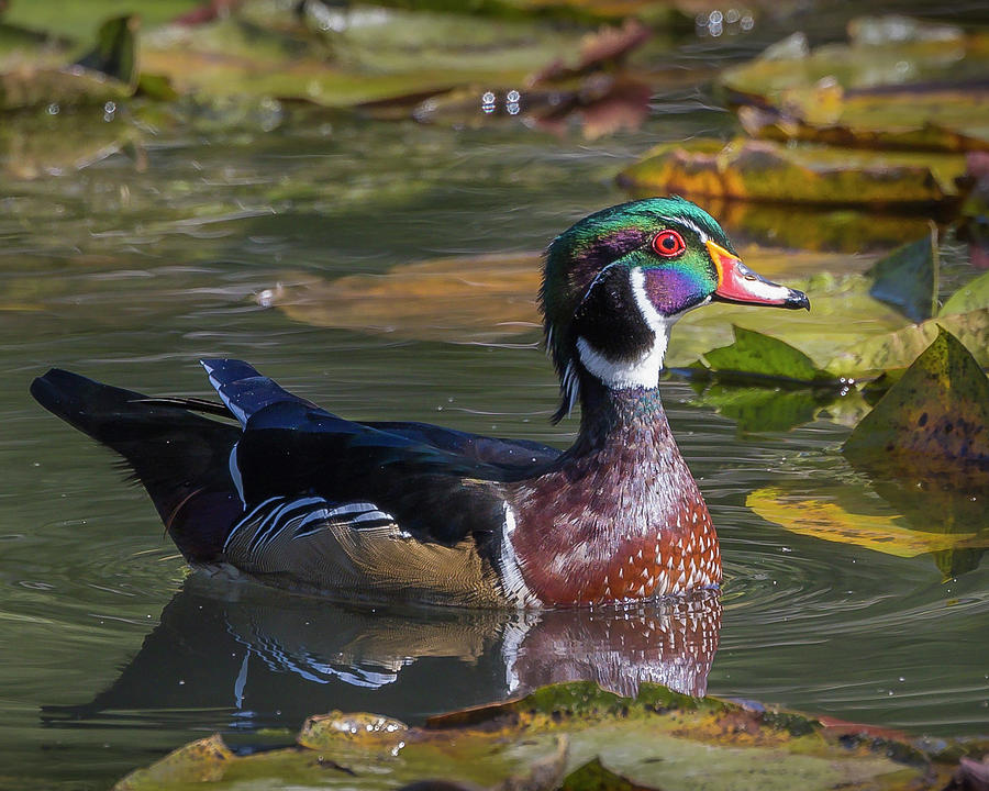 Drake Wood Duck  #2 Photograph by Mark Mille