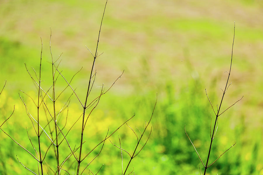 Summer Photograph - Dried Twigs From Plant In Front Of Field Of Buttercups #2 by David Ridley