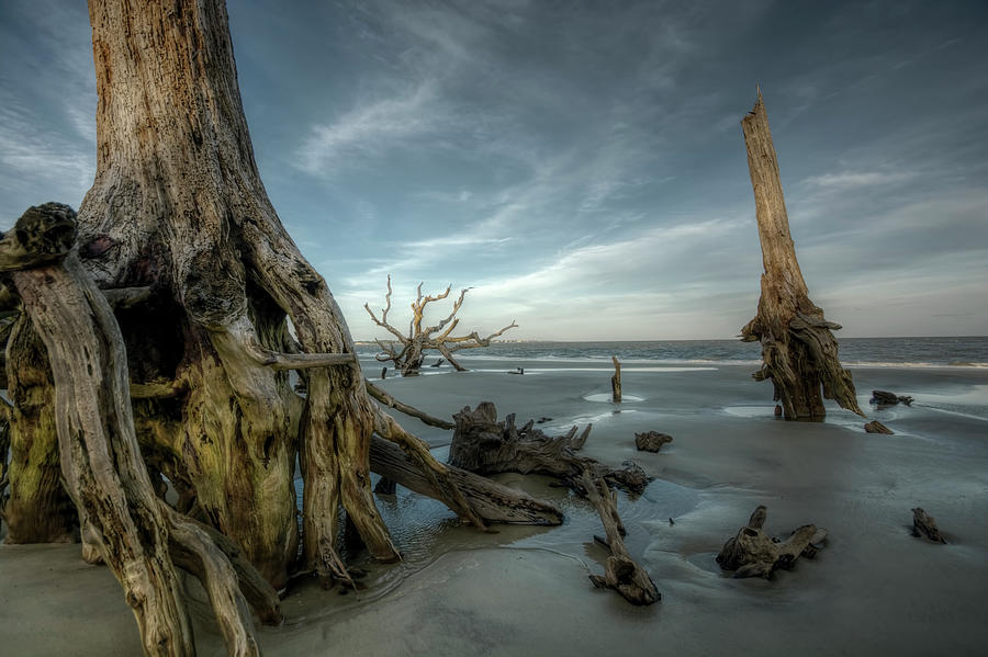 Driftwood Beach Photograph by Carolyn Hutchins
