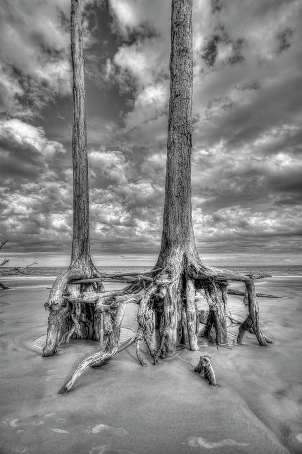 Driftwood Beach in Black and White Photograph by Carolyn Hutchins