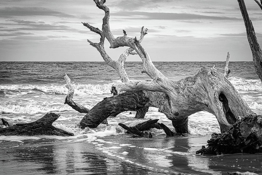 Driftwood Beach #3 Photograph by Randy Bayne