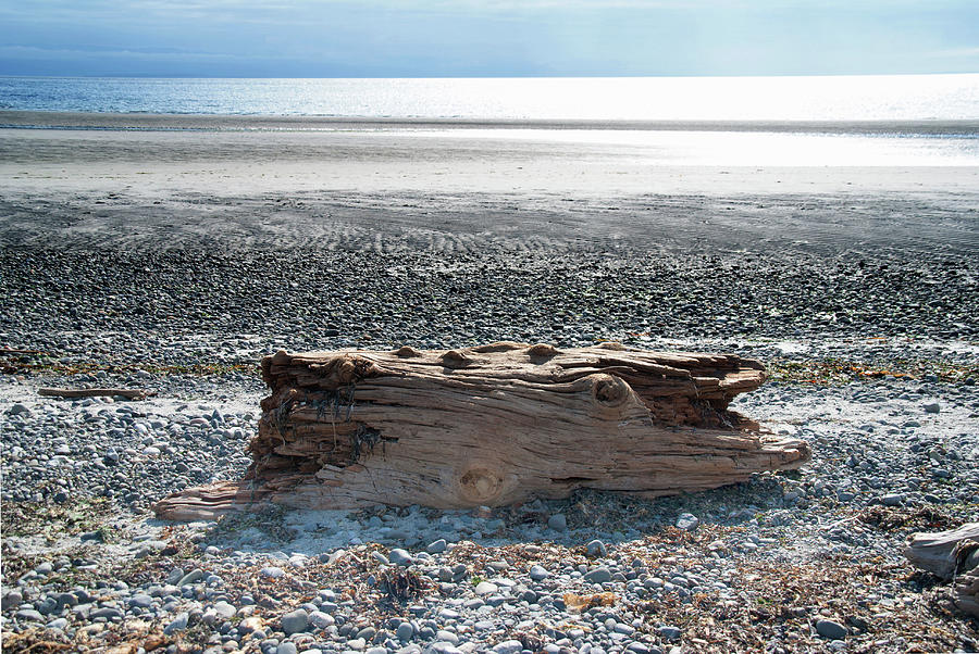 Driftwood on the Beach #2 Digital Art by Carol Ailles