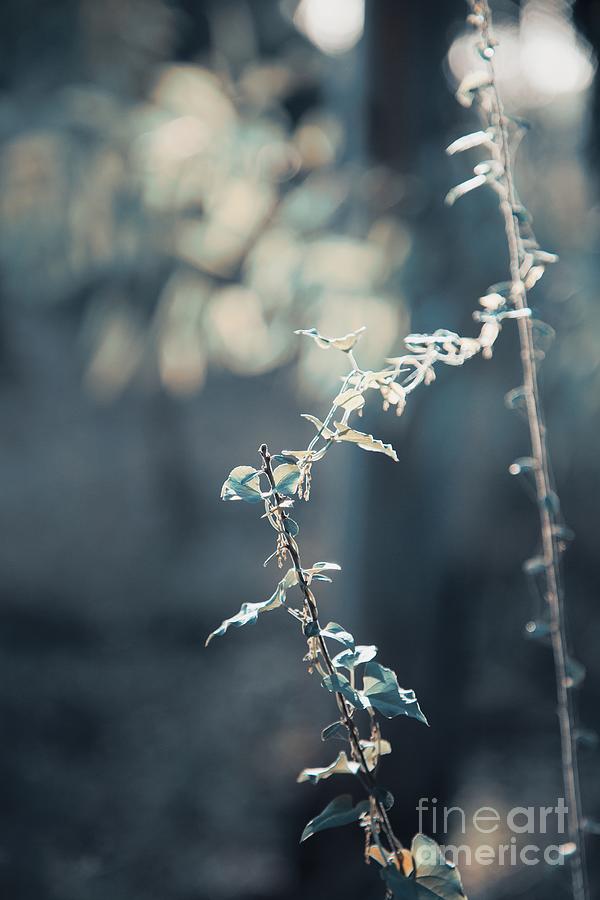 Dry Grass on the sunset light.  Image Abstract Nature Background  Photograph by Rita Kapitulski - Fine Art America