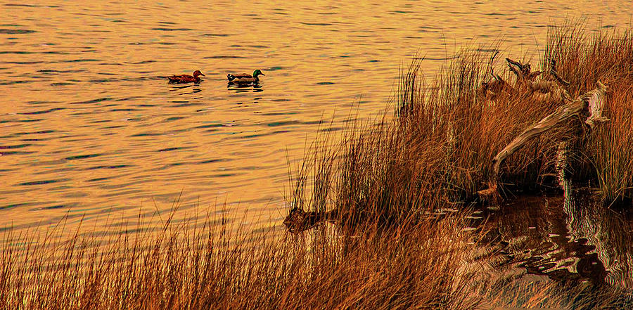 2 Ducks at Duck Photograph by John Harding