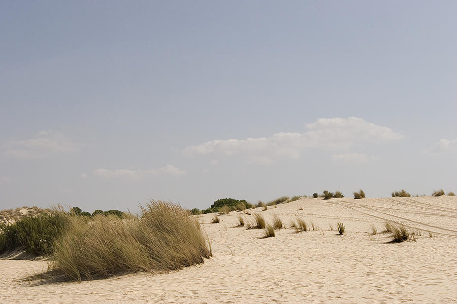 Dunes and pine on Doñana National Park, Huelva. #2 Photograph by Silvia García