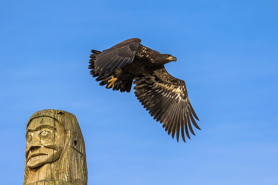 Eagle and Totem pole #2 Photograph by Michelle Pennell