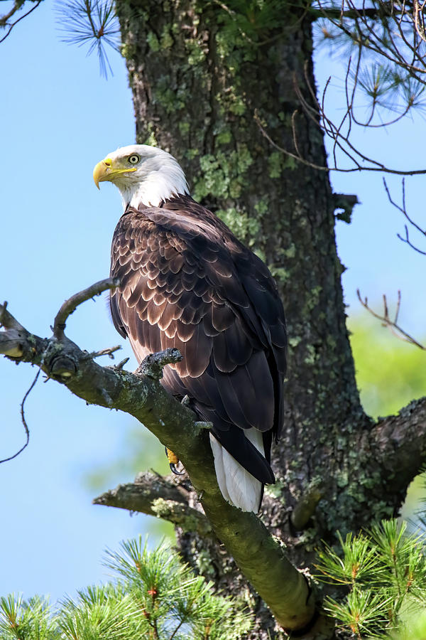 Eagle #2 Photograph by Brook Burling