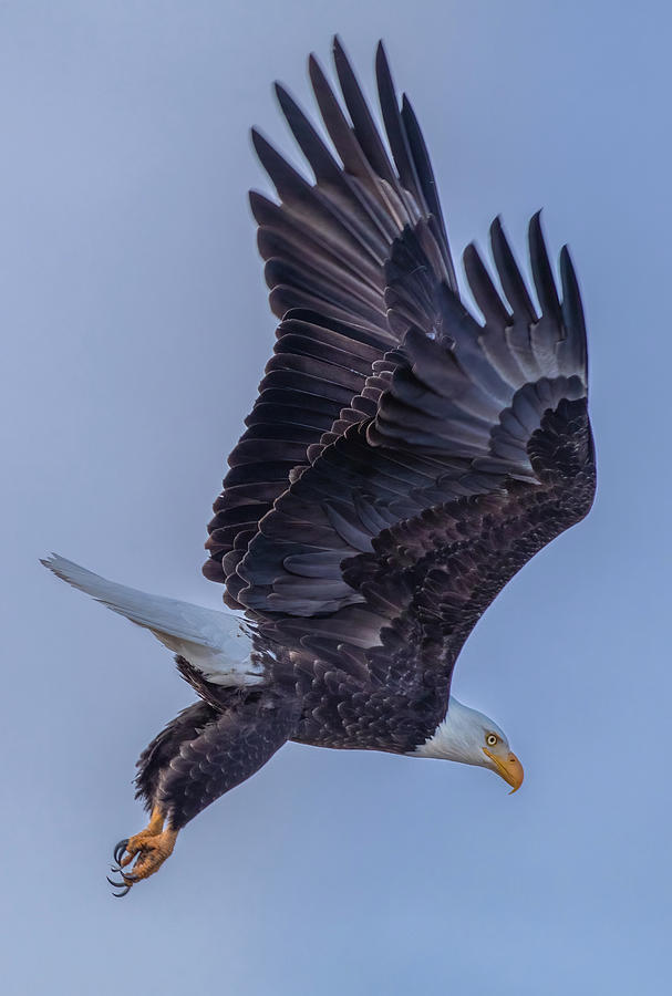 Eagle Portrait Photograph by Randy Robbins