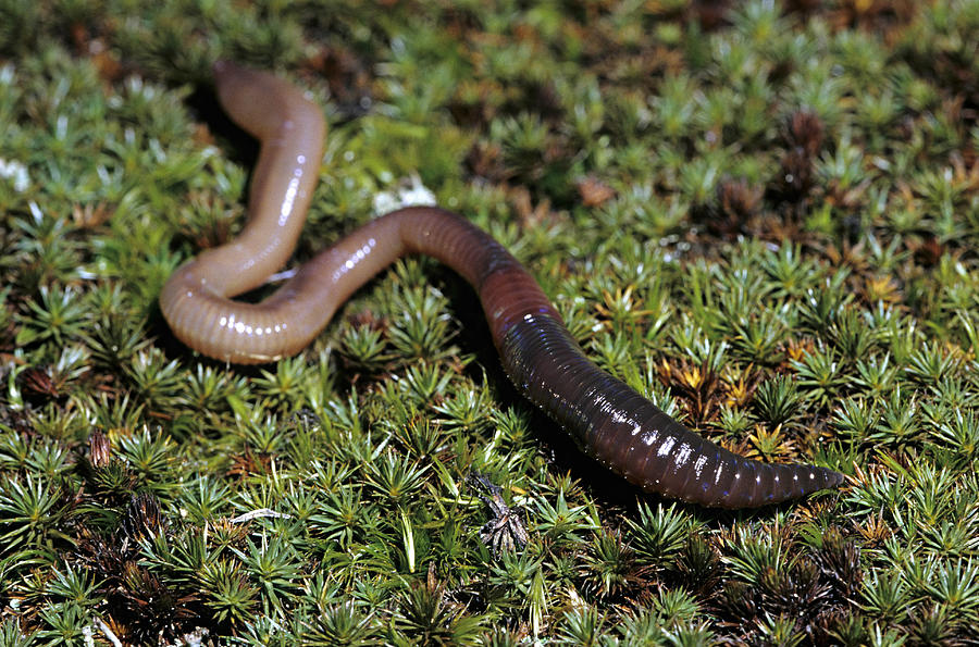 Earthworm. Segmented worm or annelid. Lumbricus terrestris. Clitellum & other structures e.g. setae. #2 Photograph by Ed Reschke