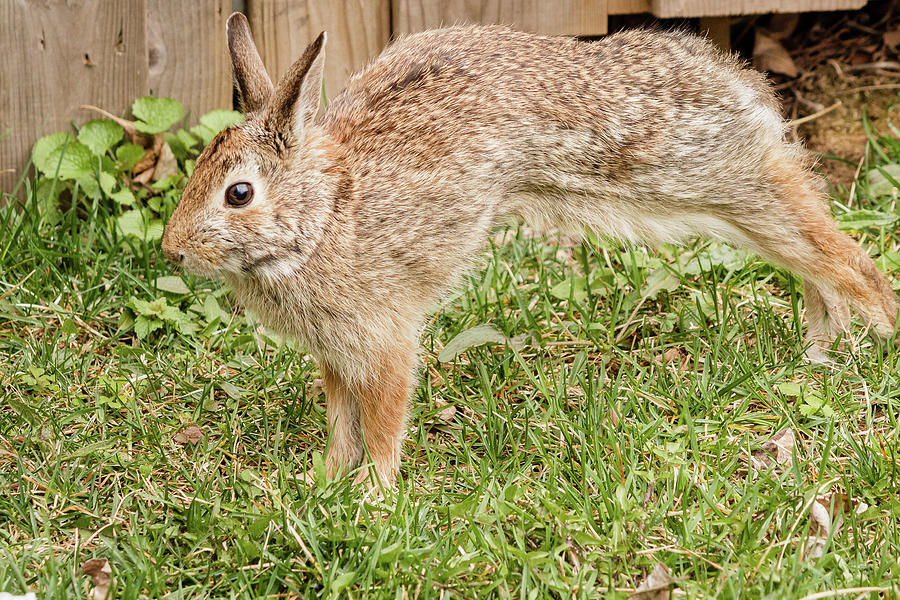 Eastern Cottontail rabbit #2 Photograph by SAURAVphoto Online Store