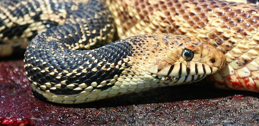 Bull snake #6 Photograph by Roger Look - Pixels