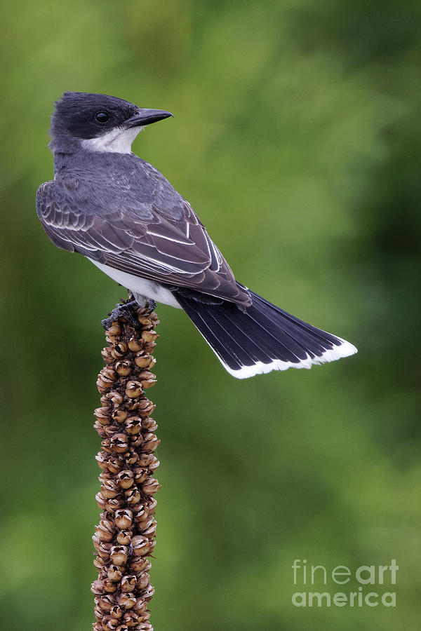 Eastern Kingbird #2 Photograph by Natural Focal Point Photography