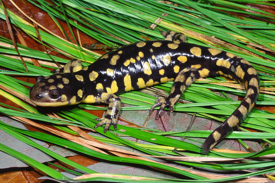 Eastern Tiger Salamander #3 Photograph by Michael Redmer - Fine Art America