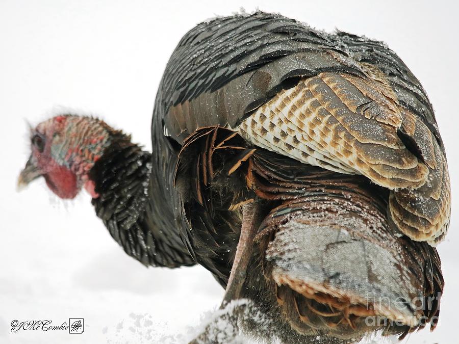 Eastern Wild Turkey in Winter #2 Photograph by J McCombie